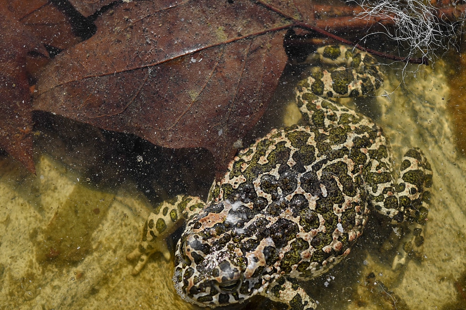 Nature animal invertebrate