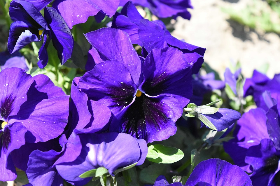 Beautiful Flowers flower garden petunia