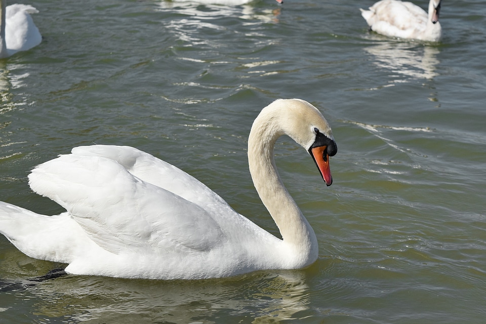 Swan animal animals photo