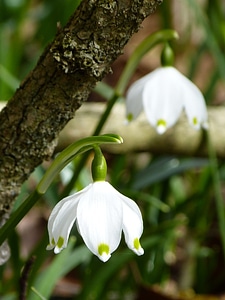 Spring flower flower white