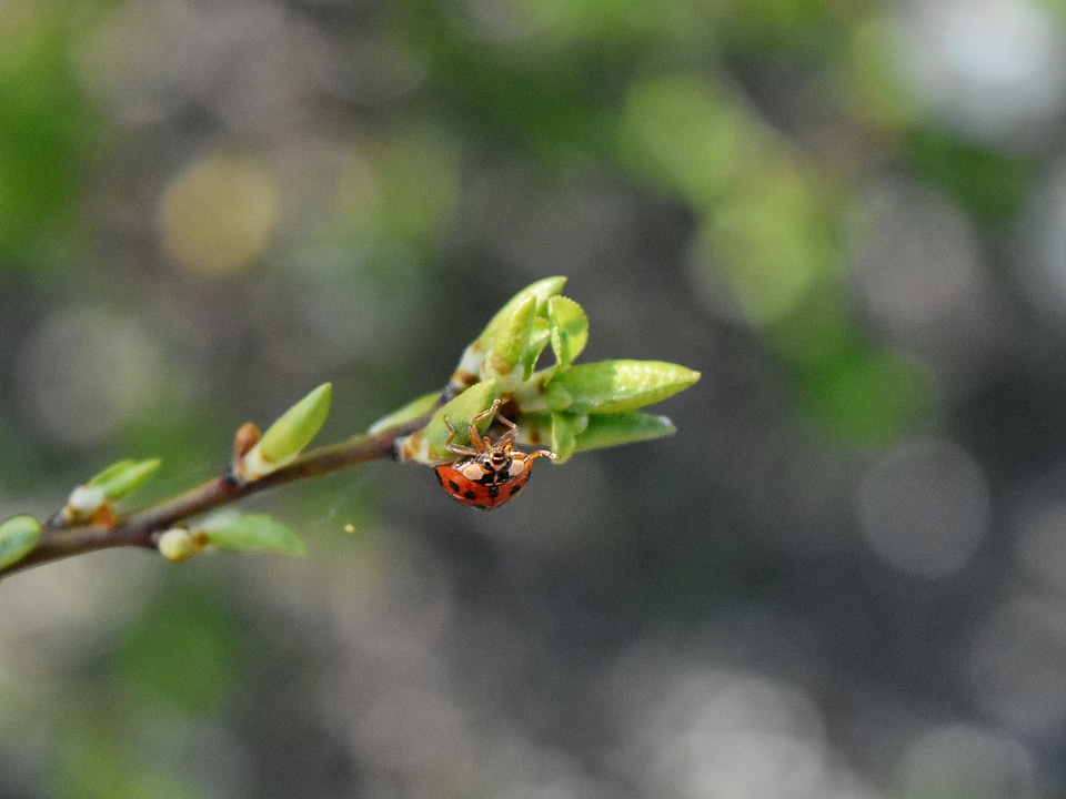 Beetle ladybug nature