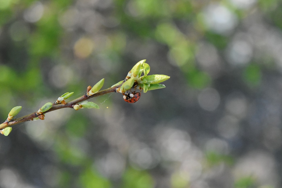 Ladybug leaf nature