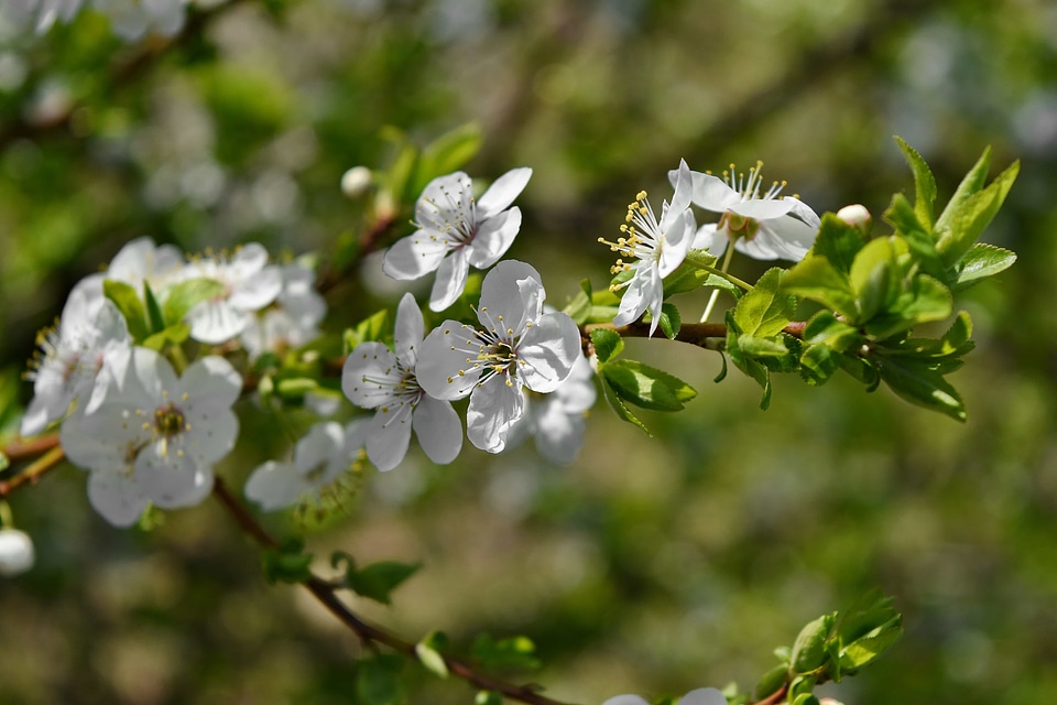 Branch shrub flower