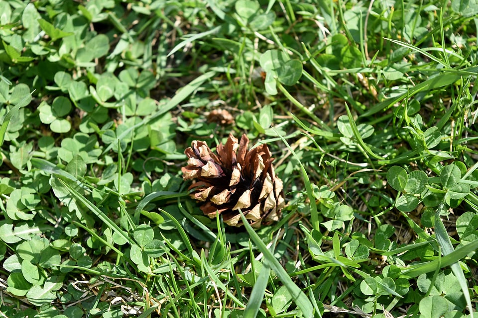 Flora leaf nature