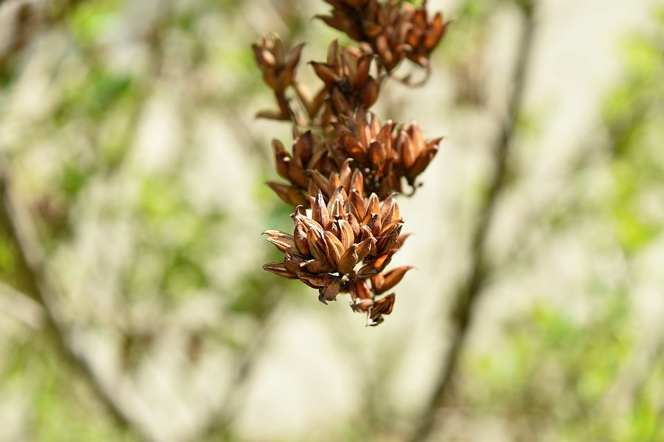 Herb leaf nature