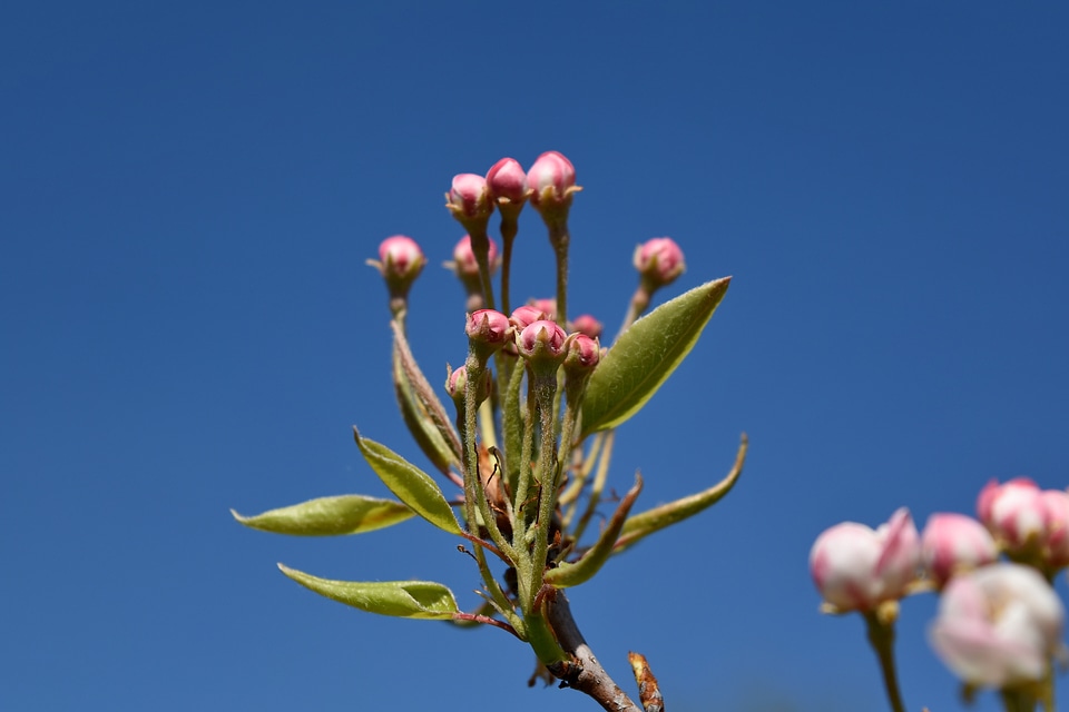Tree spring flora