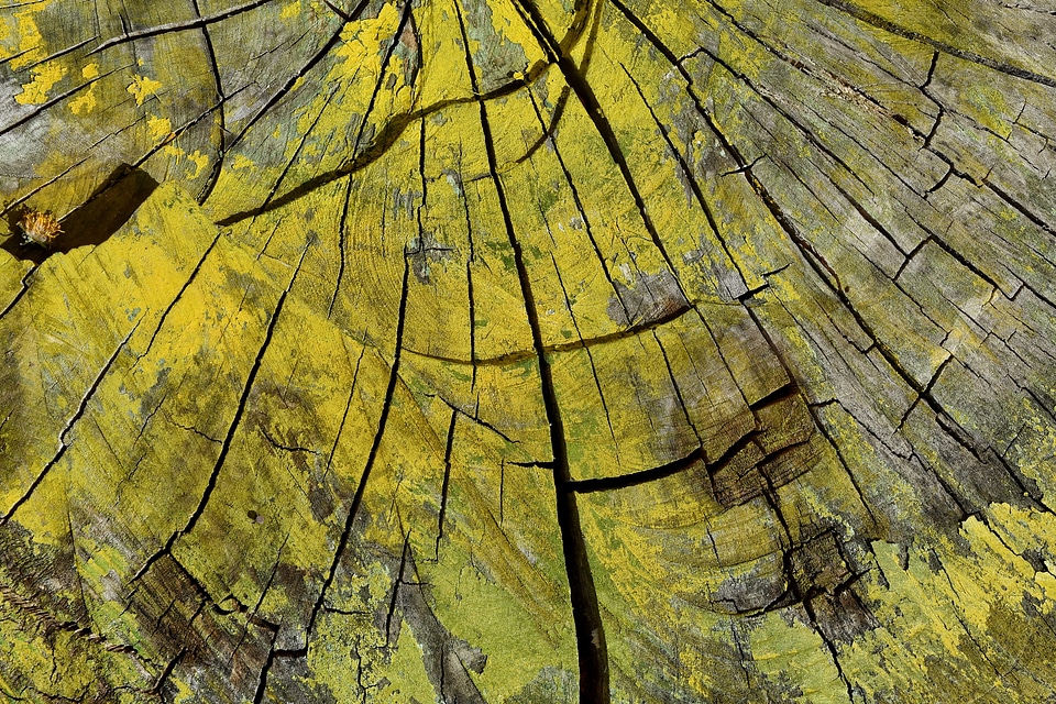 Paint yellow tree
