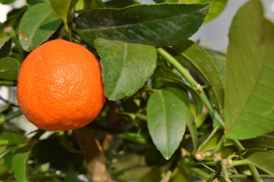 Leaf fruit citrus