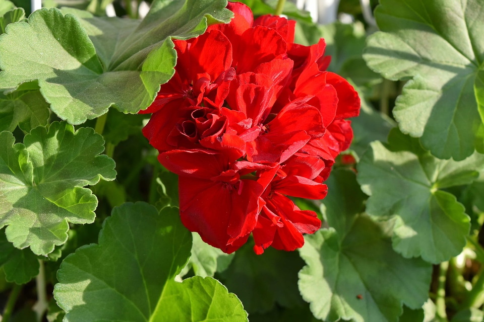 Beautiful Flowers red flower