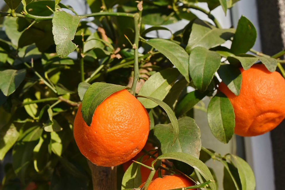 Leaf citrus fruit