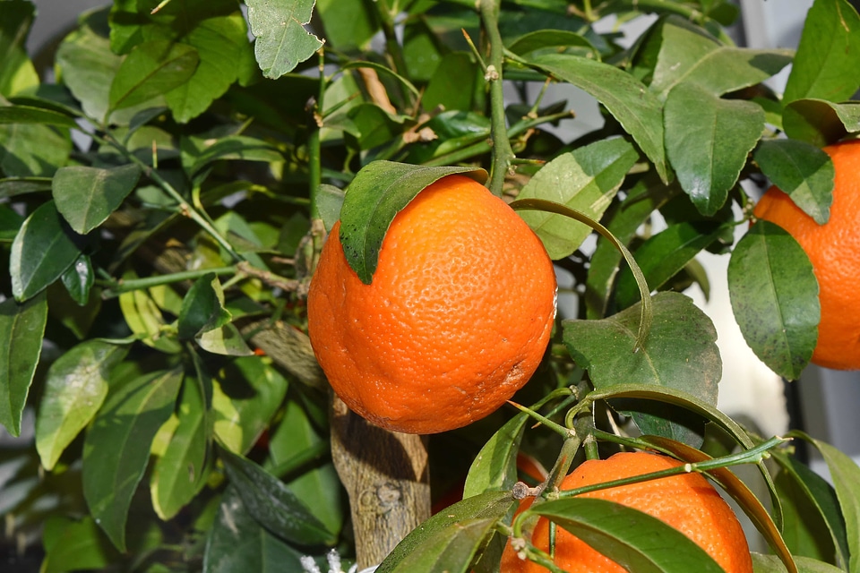 Tropical orange healthy