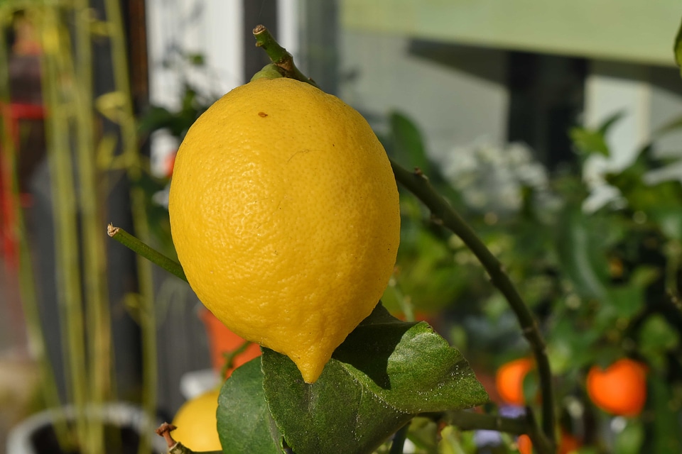Ripe Fruit tropical fruit