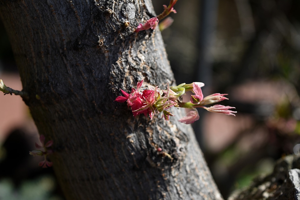 Tree plant nature