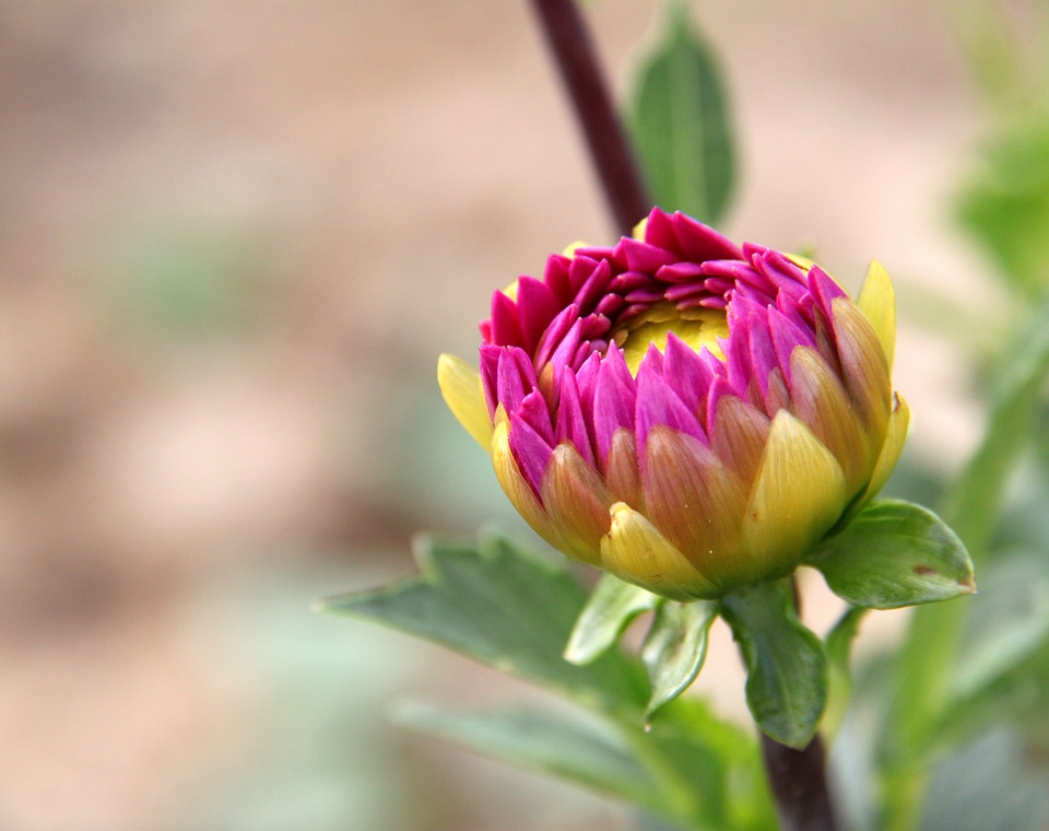 Outside stem bloom