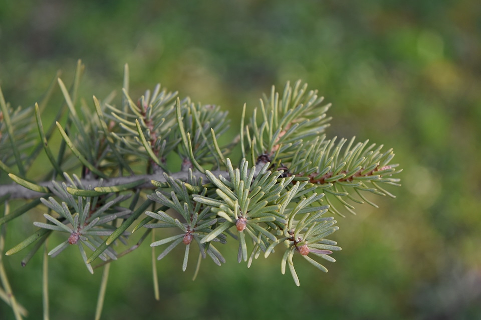 Conifer spruce pine