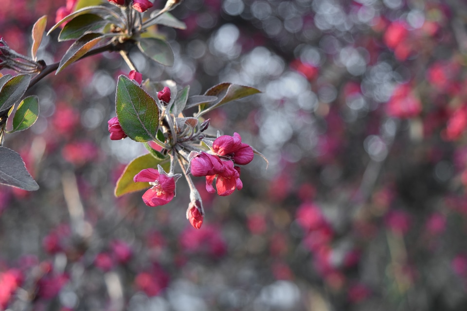 Branches garden nature