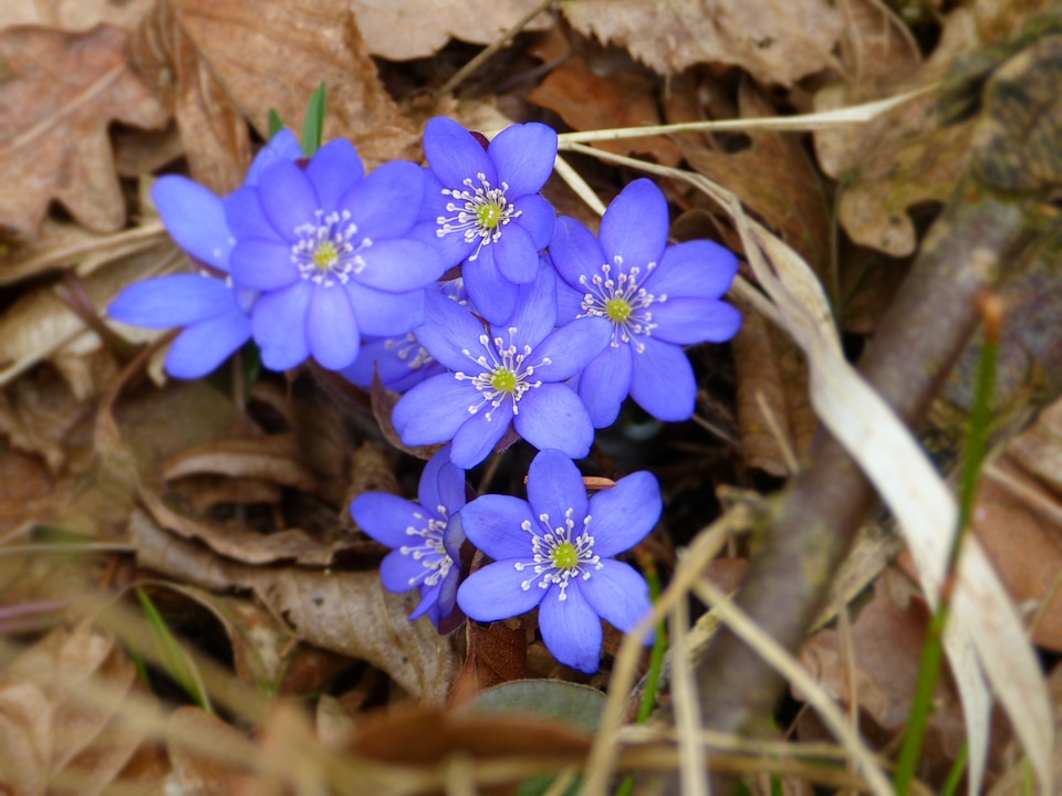 Hepatica nobilis ranunculaceae flower