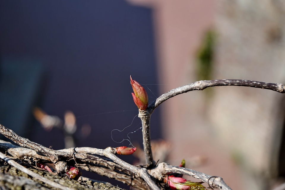 Shrub spring time nature