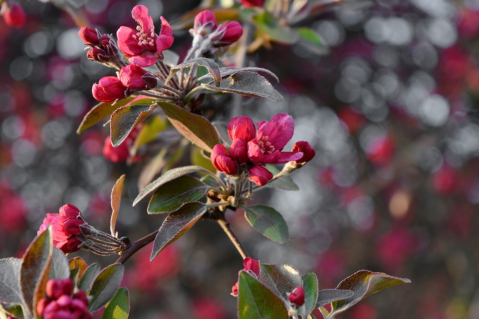Ecology shrub flower