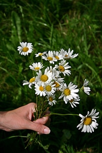 Meadow flower summer photo