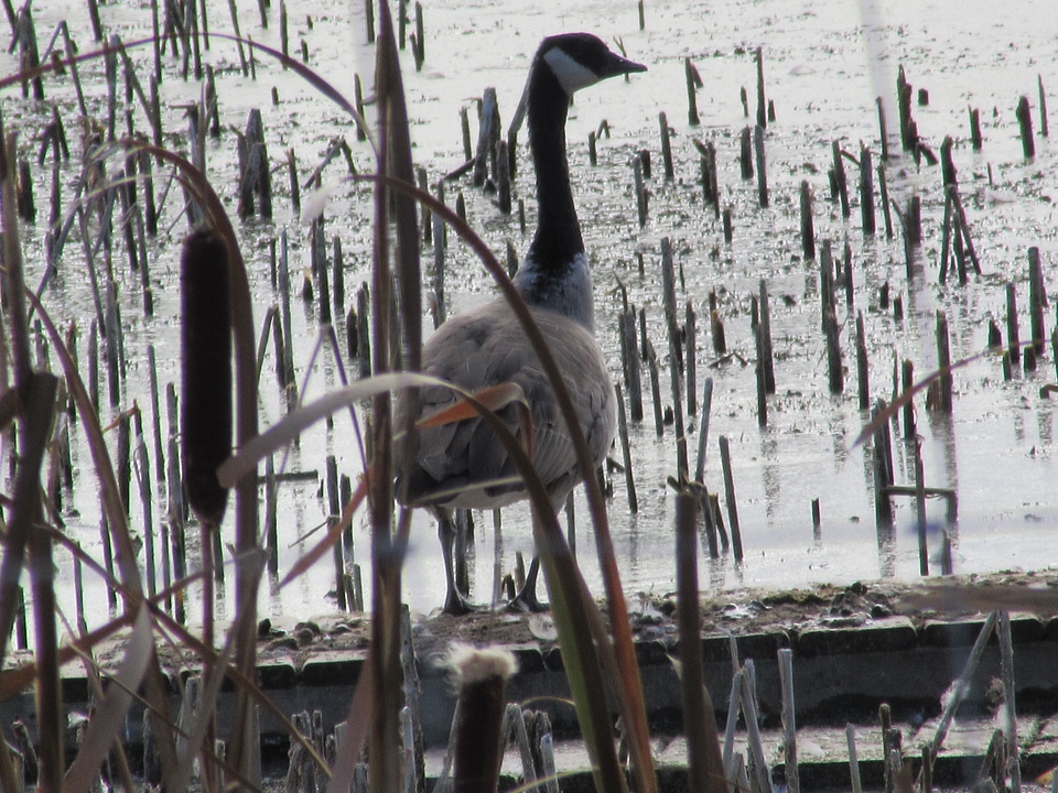 Wildlife leader canada