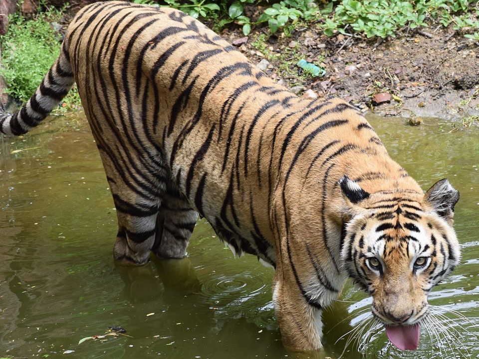 Predator carnivore tiger photo