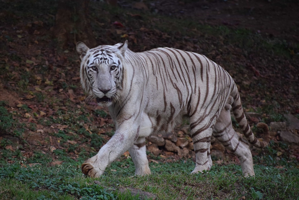 Albino bengal tiger