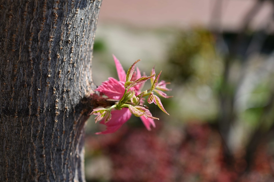 Plant flower shrub