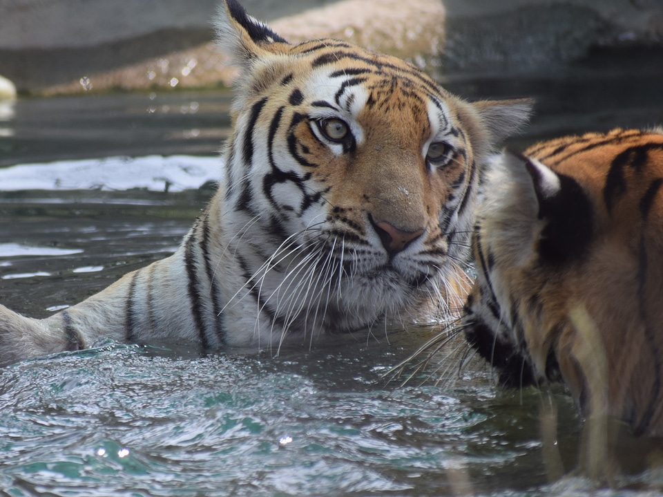 Animals danger fighting