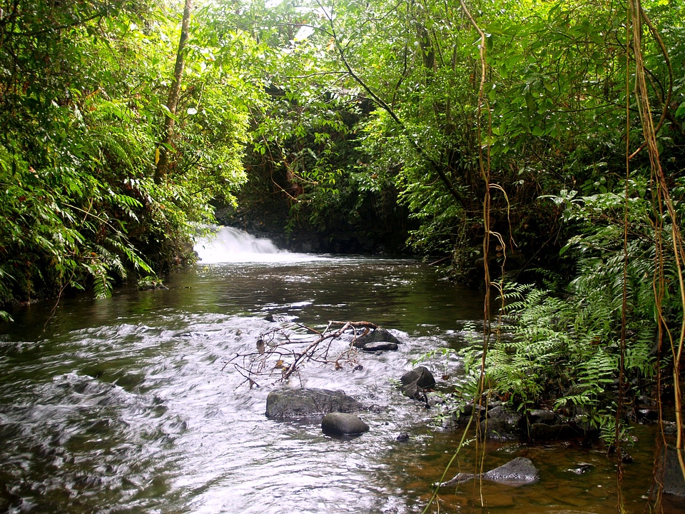 Forest rock natural