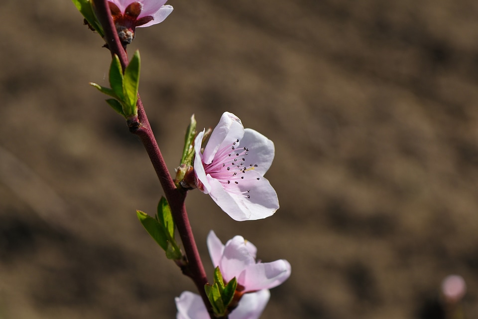 Pistil spring time flower