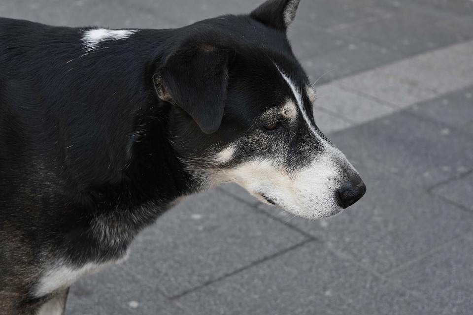 Puppy pet canine photo