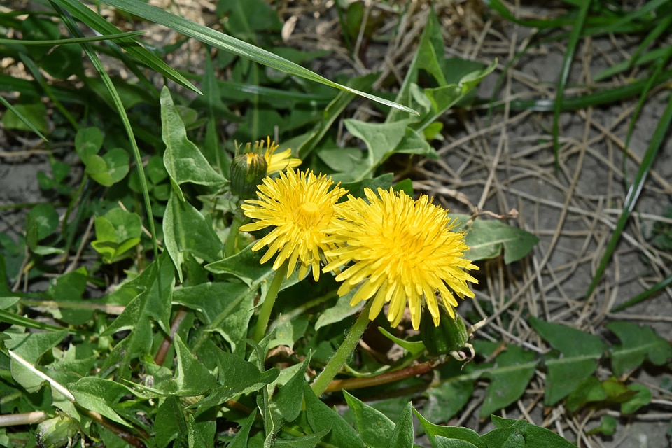 Dandelion flora herb