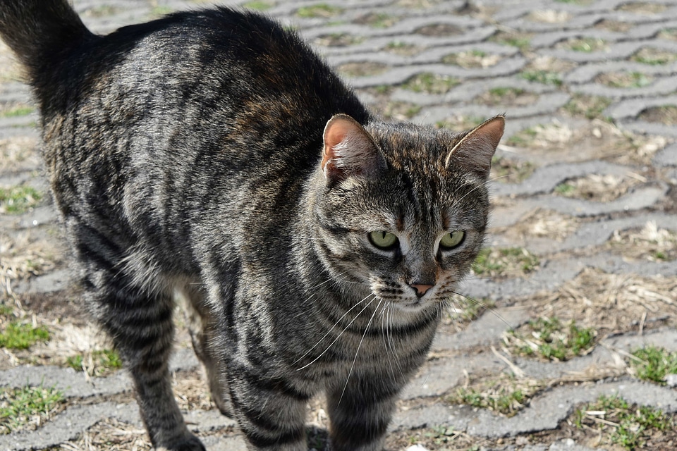 Tabby Cat domestic cat pet