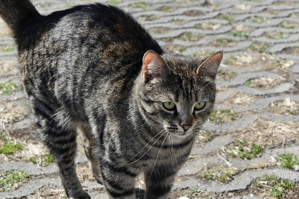 Tabby Cat domestic cat pet photo