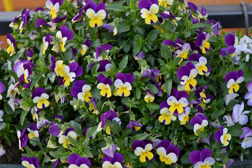 Flower organism plant