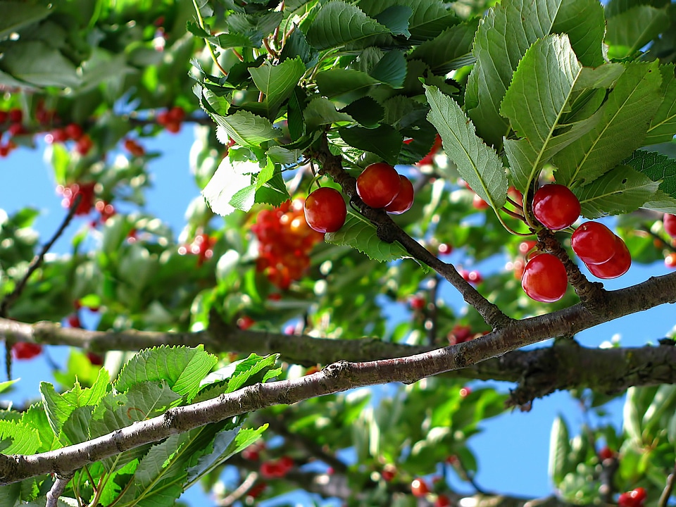 Nature june colors