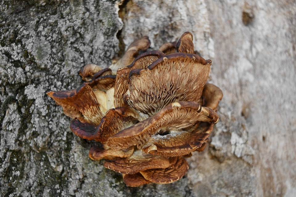 Fungus organism wood