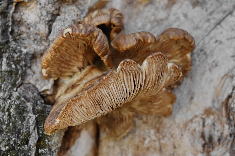 Mushroom vegetable fungus