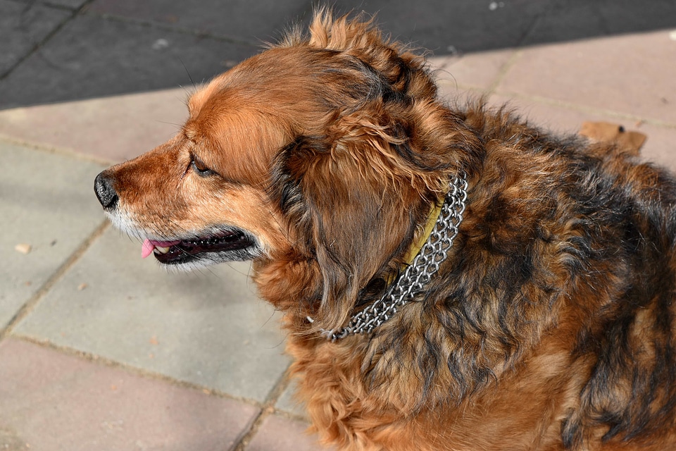 Beautiful dog portrait