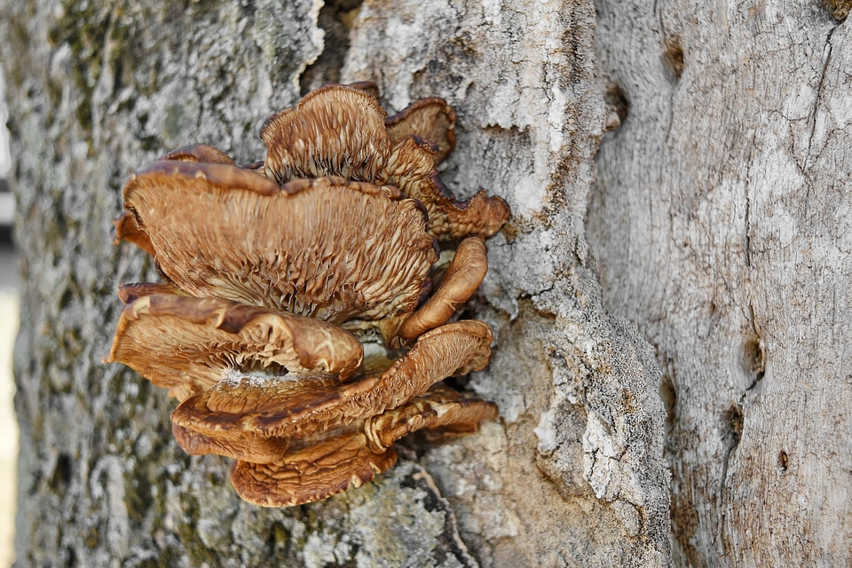 Mushroom fungus wood