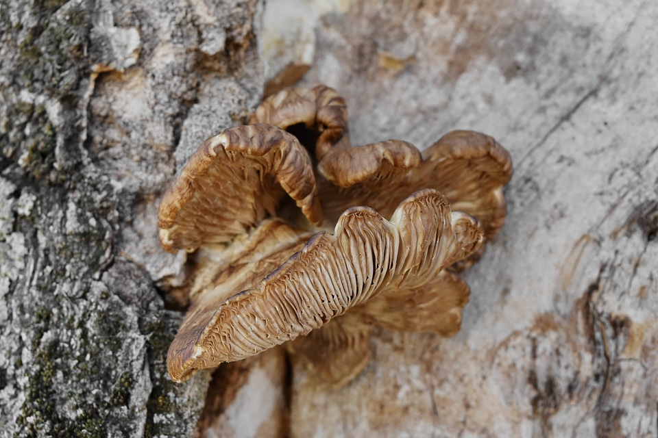 Mushroom organism nature