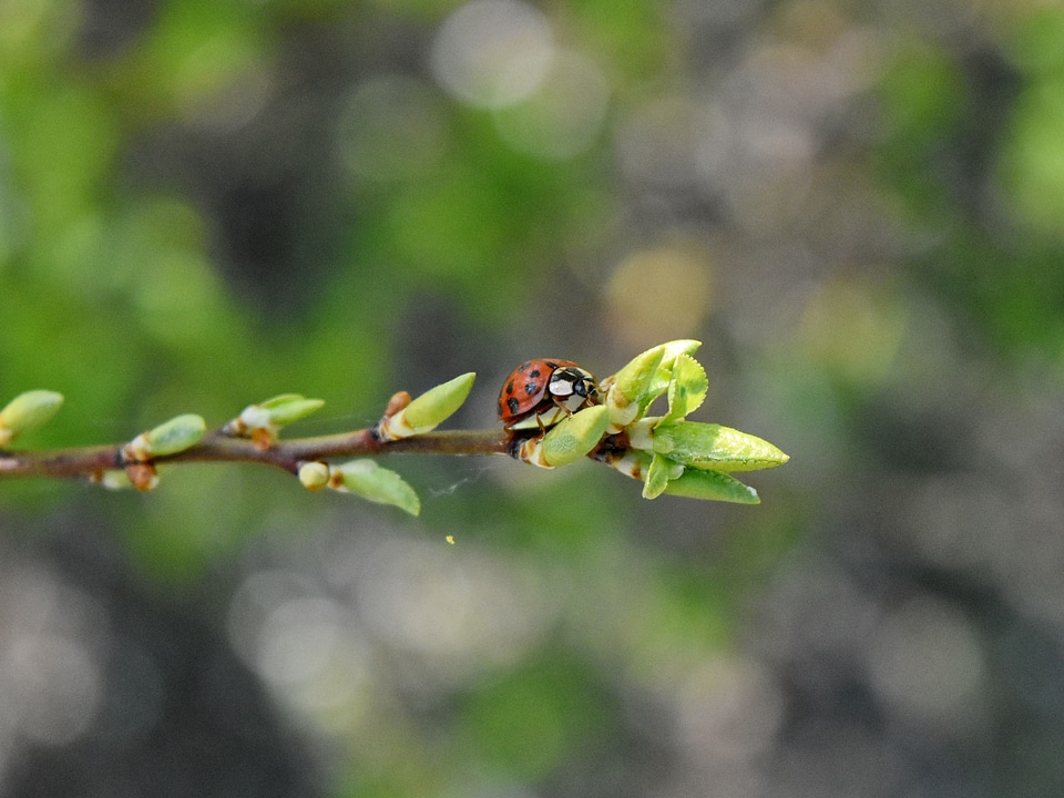 Ladybug leaf insect
