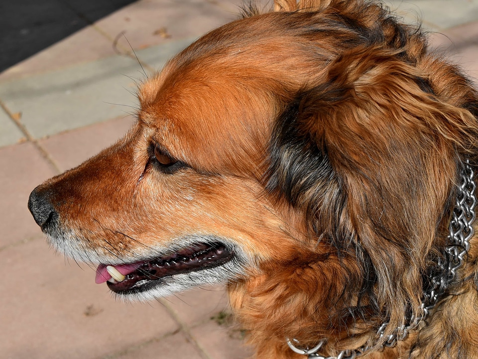 Dog adorable animal