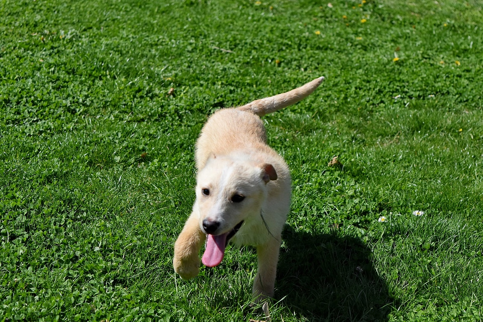 Green Grass green leaves tongue