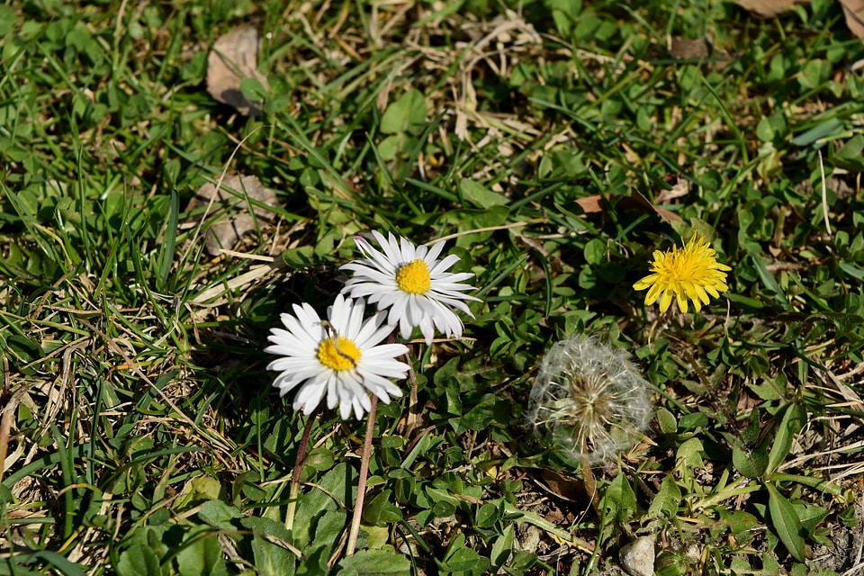 Daisies dandelion green grass