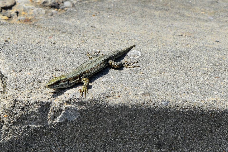 Camouflage colorful sand