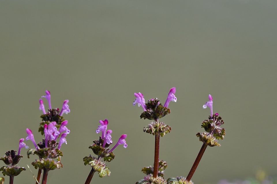 Garden nature pink