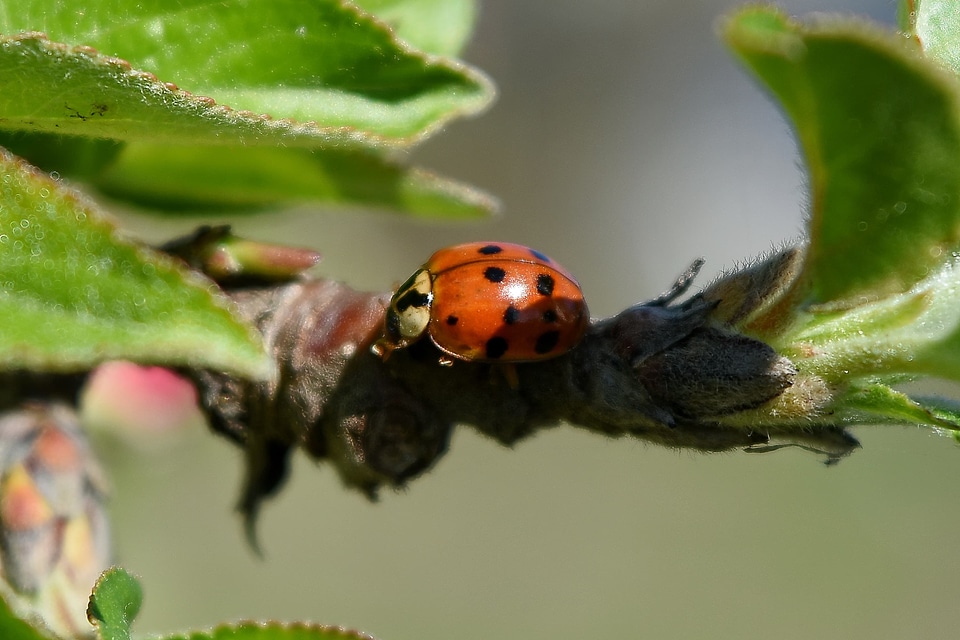 Ladybug garden plant