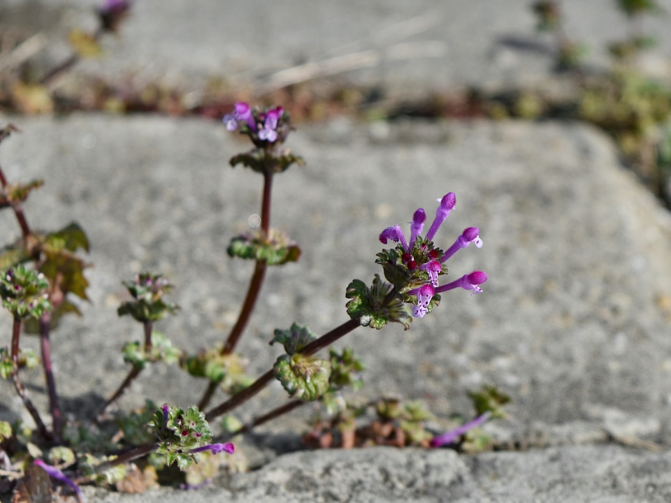 Blooming flora plant